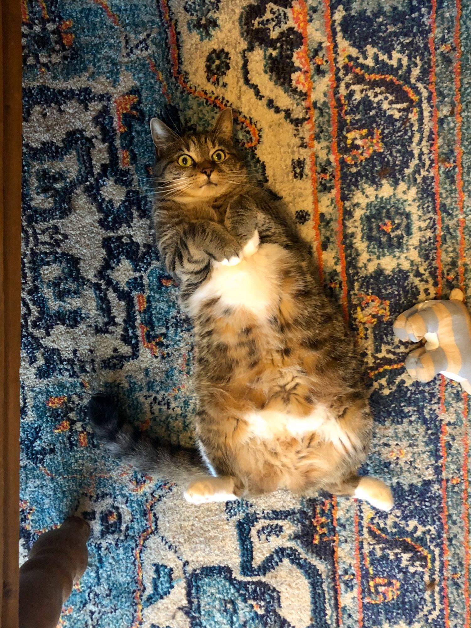 Luna Bear