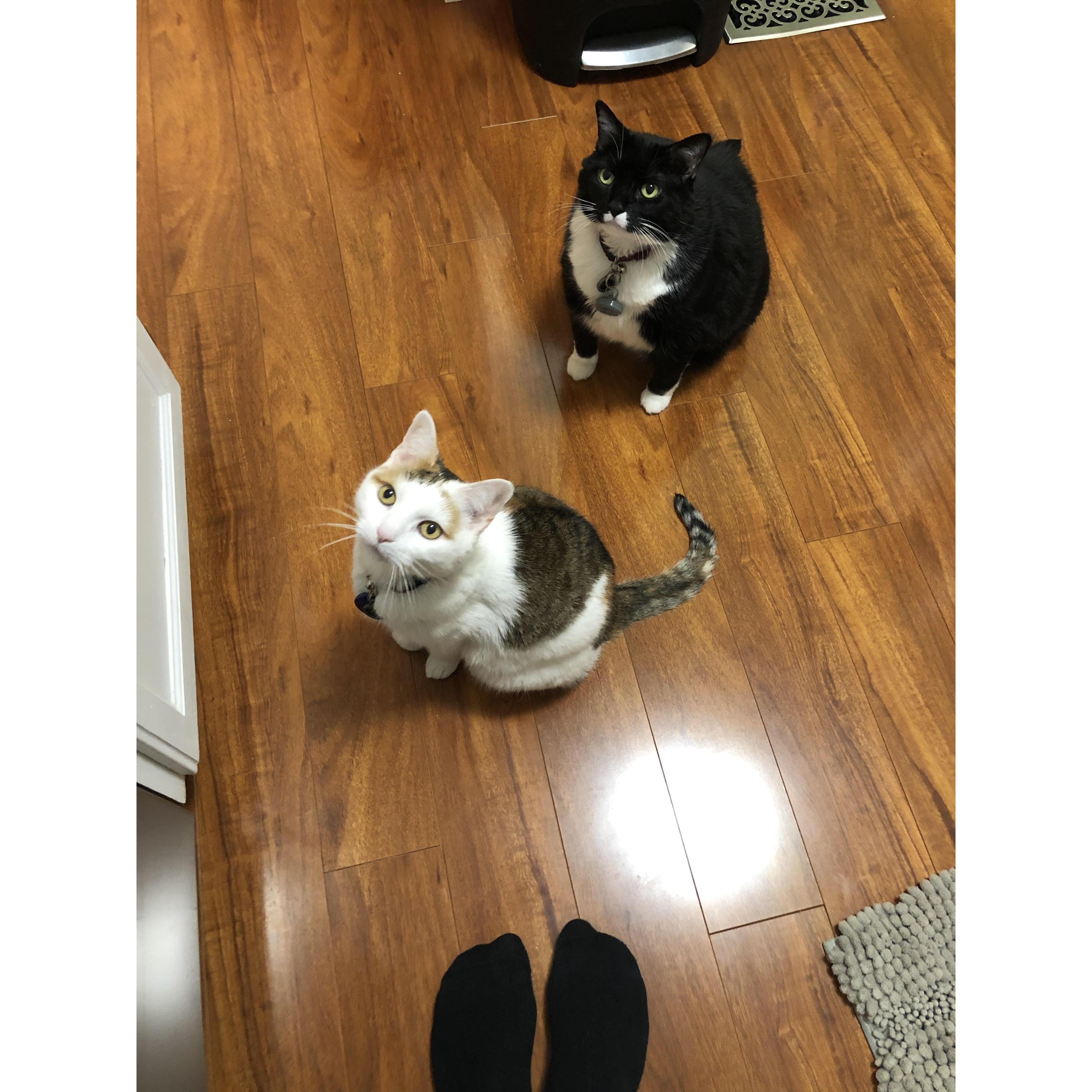 Penny and Hokie waiting for ham!