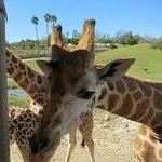 San Diego Zoo Safari Park