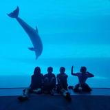 Texas State Aquarium