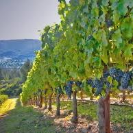 Wine Tour for Two Around Cote Chalonnaise