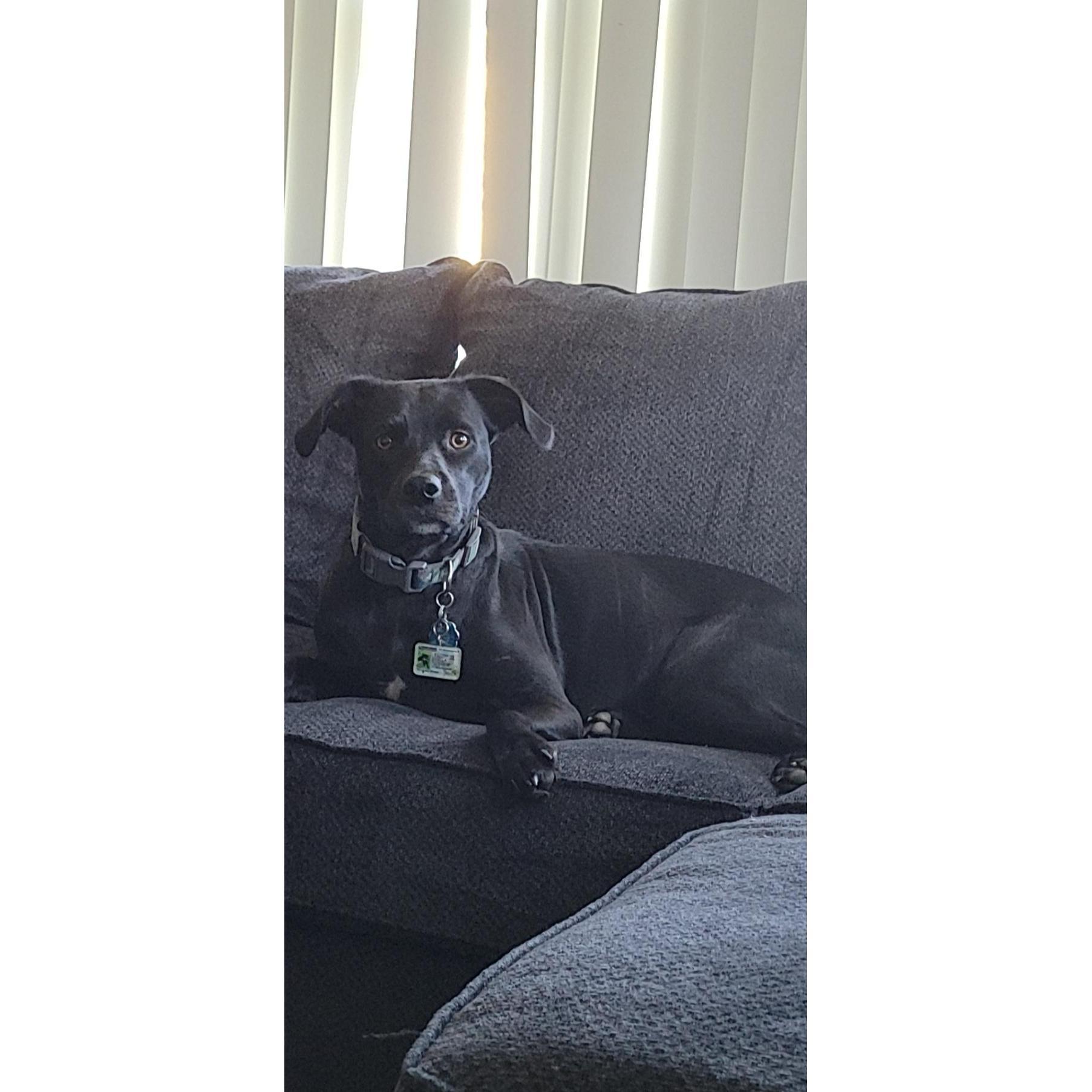 Our dog Arabella