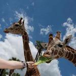 Naples Zoo at Caribbean Gardens