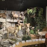 Lewis County Museum