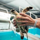 Turtle Hospital