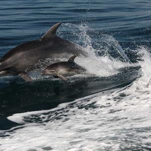 Discover the Bay Hole in the Rock Cruise