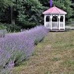 Red Oak Lavender