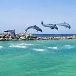 Dolphon Cove Ocho Rios