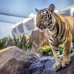 Mike the Tiger's Habitat