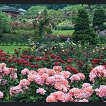 International Rose Test Garden