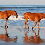 Corolla Wild Horse Fund
