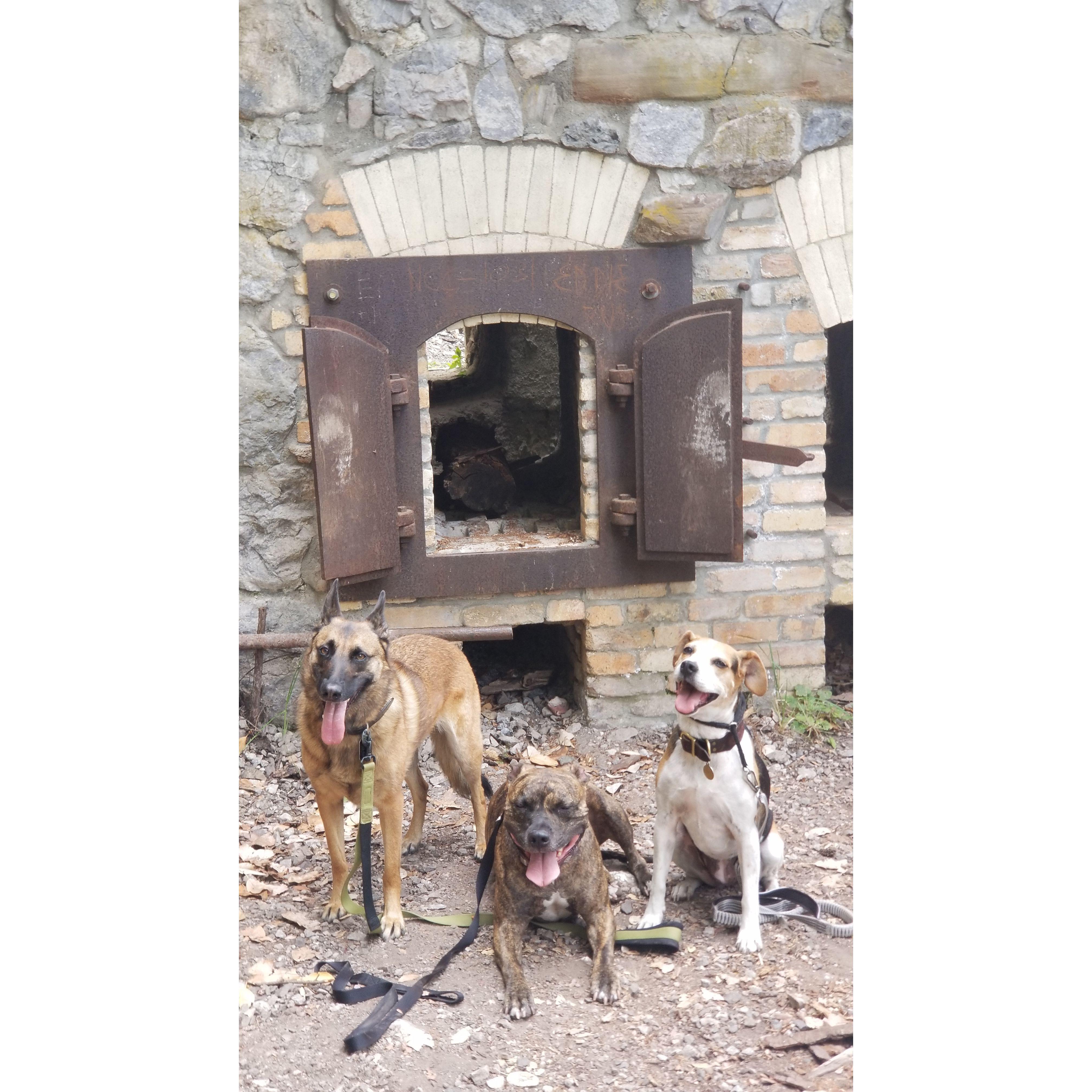 Dogs at Lime Kiln National Park