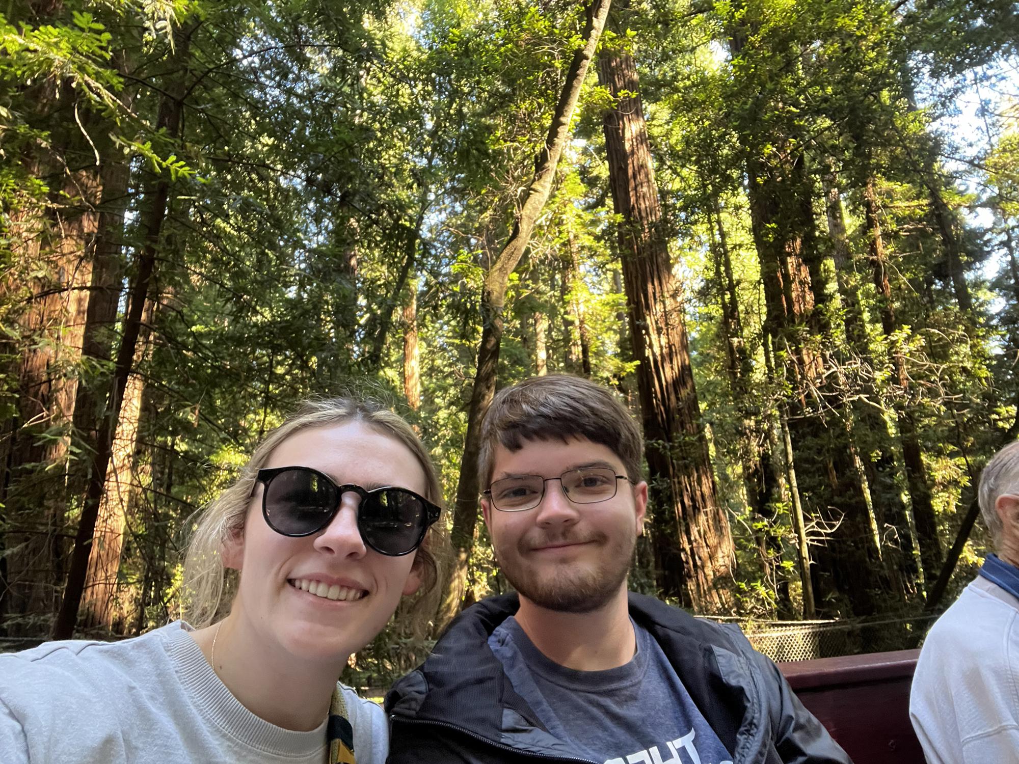 Red wood Forrest