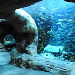 Tennessee Aquarium