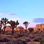 Joshua Tree National Park