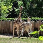Zoo Boise