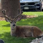 Manitiu Springs and Old Colorado District