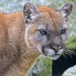 Cougar Mountain Zoo