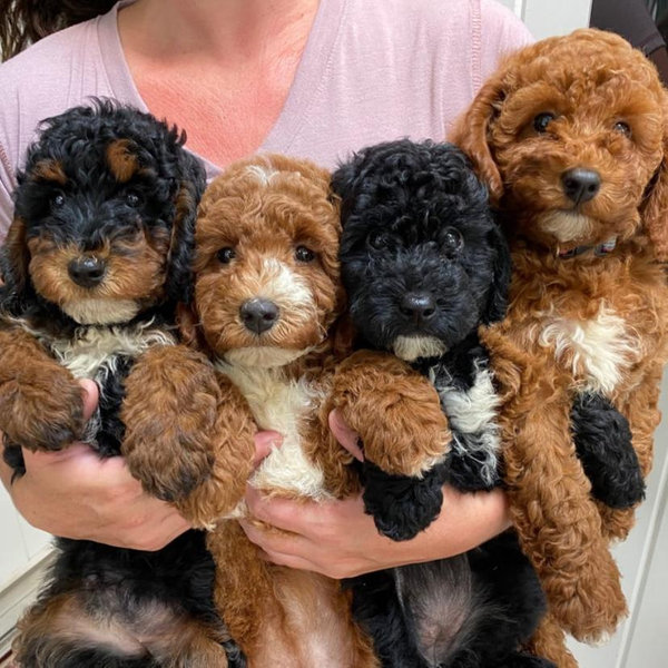 Our fur baby fund