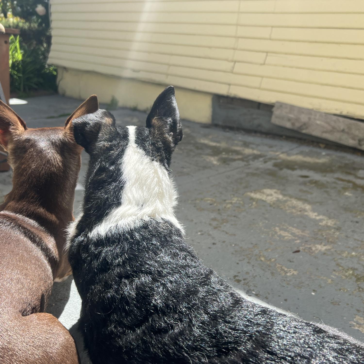 Security team, always alert.