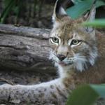 Tallahassee Museum
