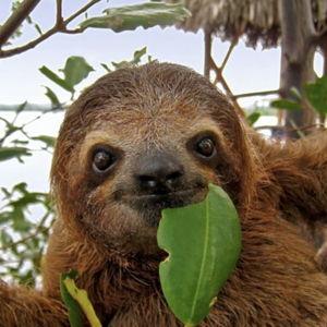 Honeymoon Excursion Meet Monkeys/Sloths