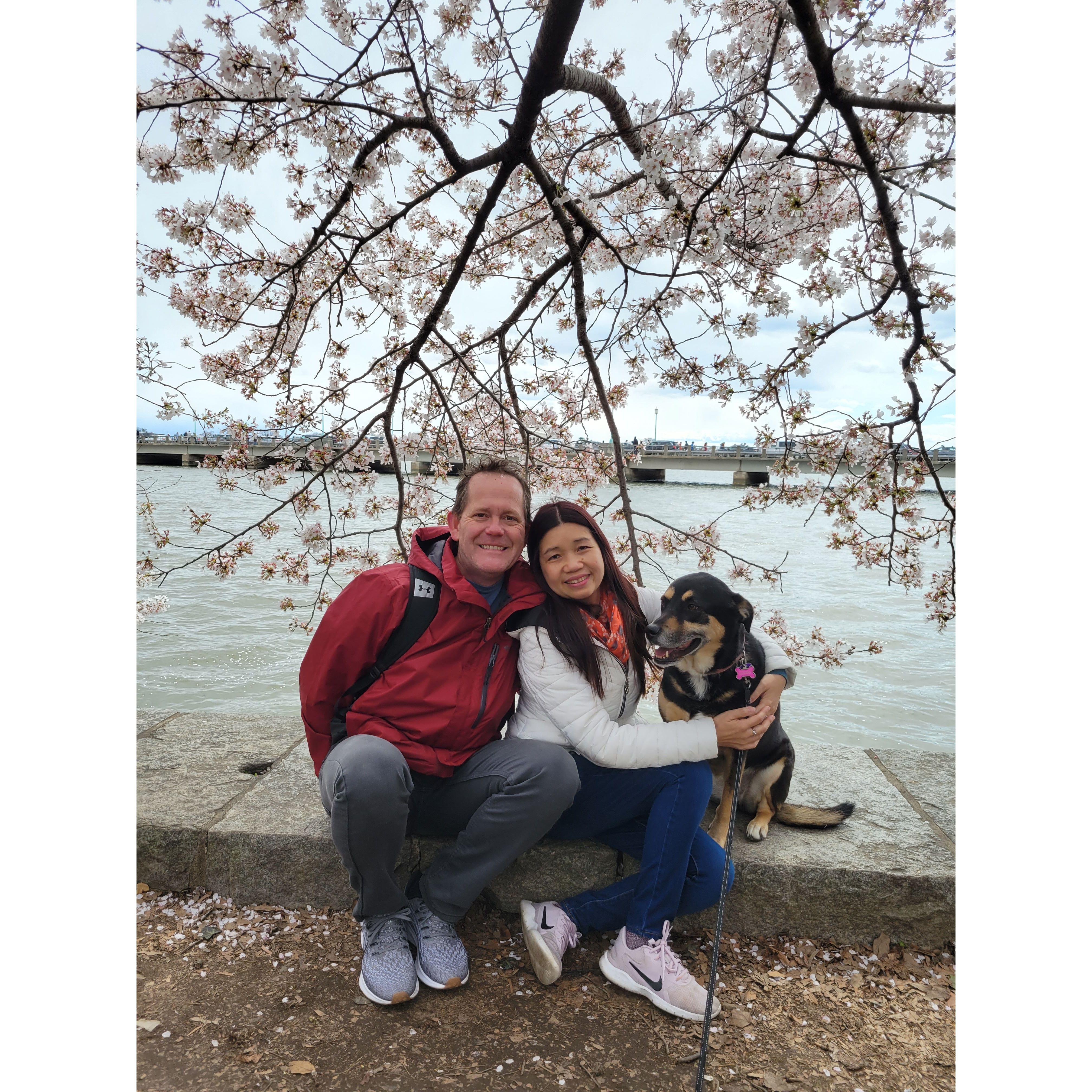 Cherry blossom DC 2022