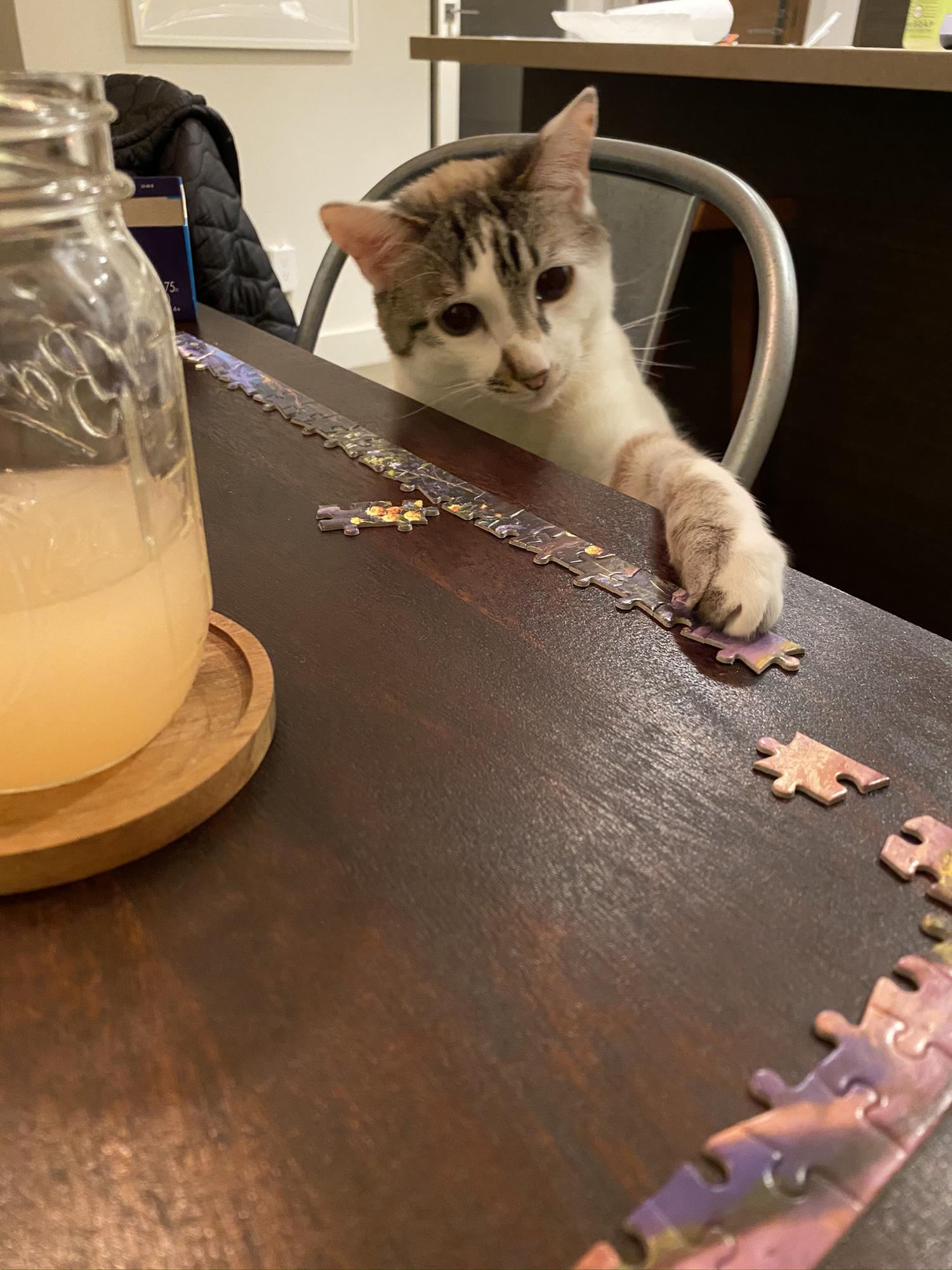 Winston enjoying a Friday night the same way his parents do - a puzzle, a cocktail, and some Bieber - 1/25/20