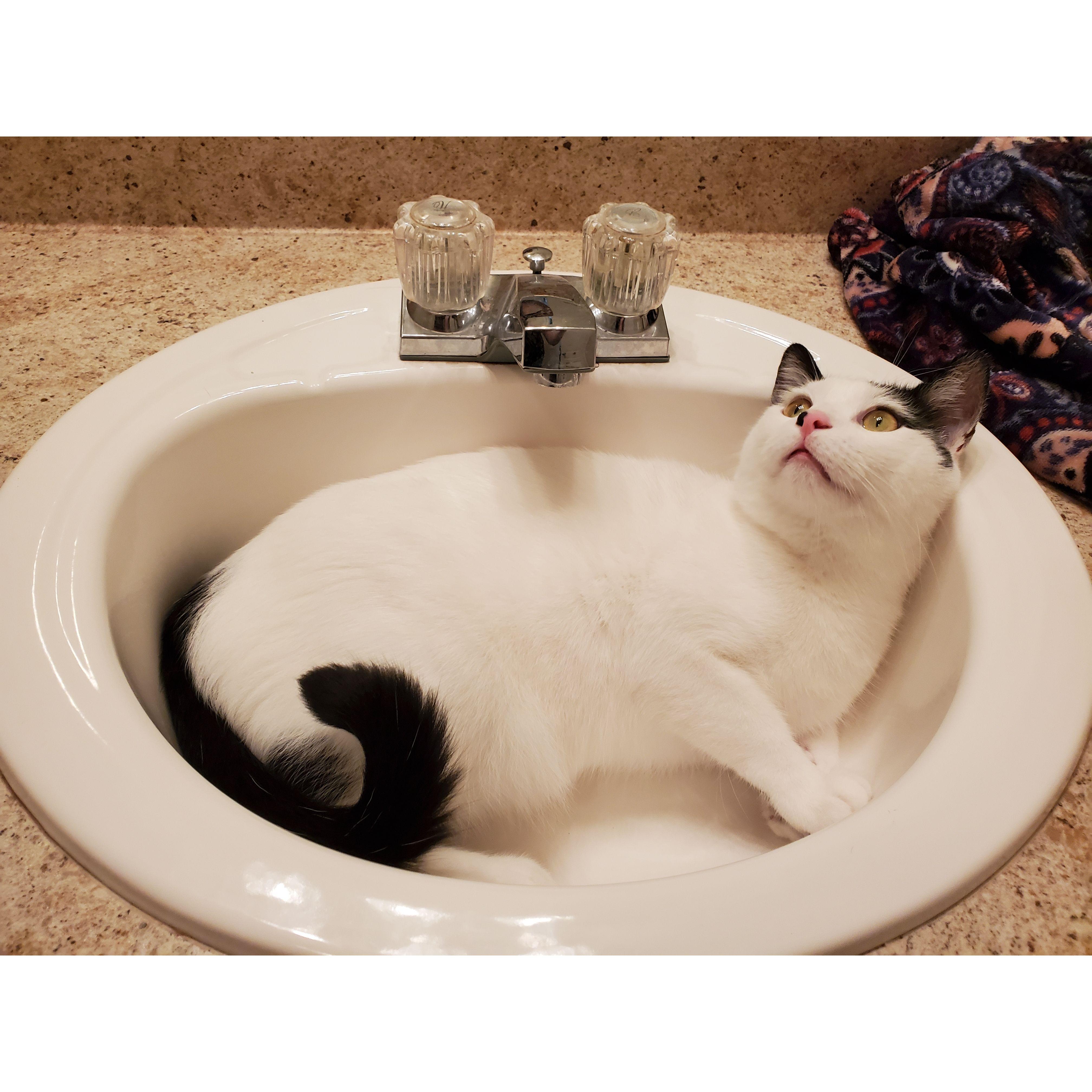 Glitch, our first rescue cat and total ham for the camera.