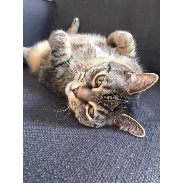 Claire, Our Cat