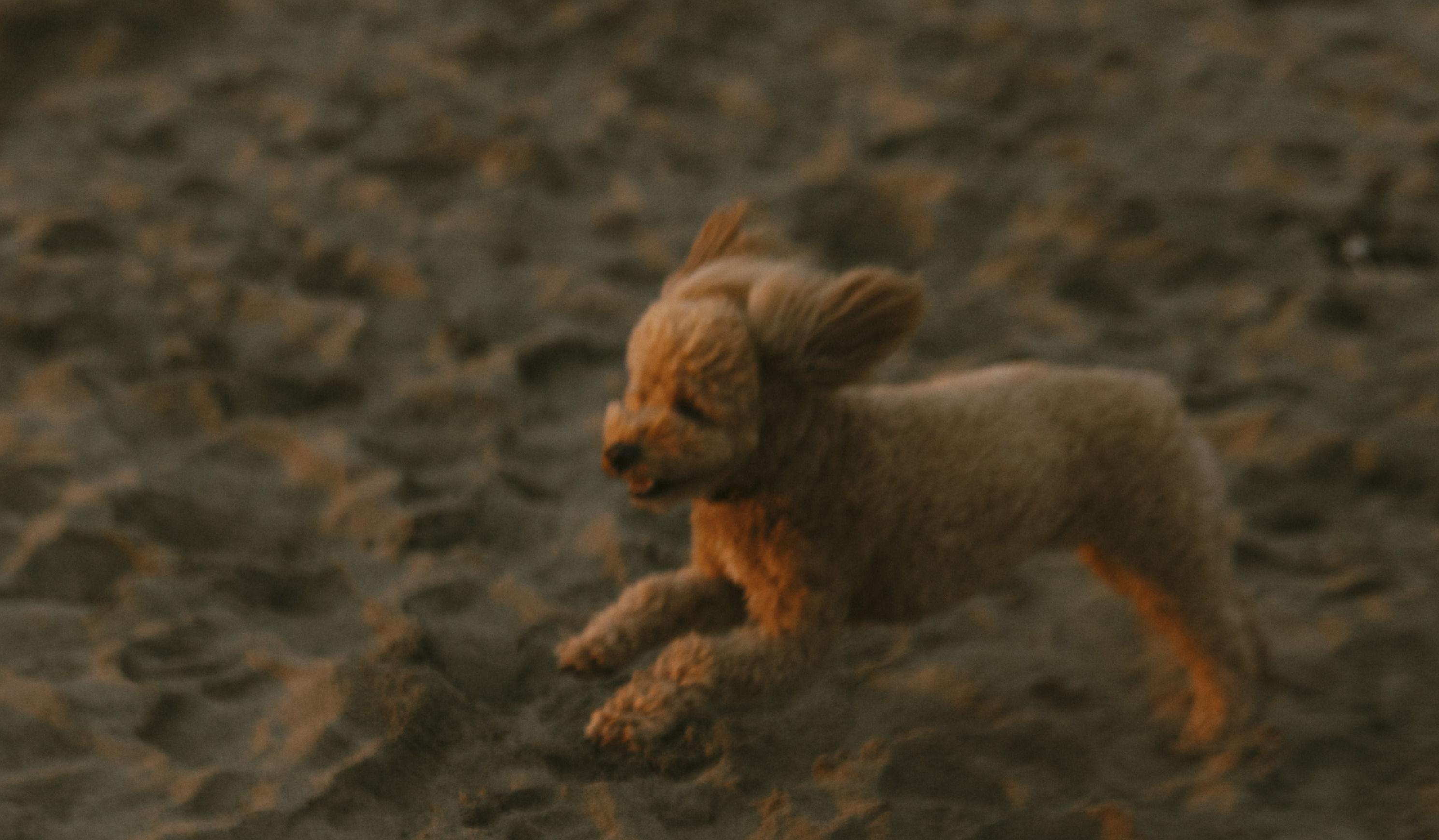 Footer image
