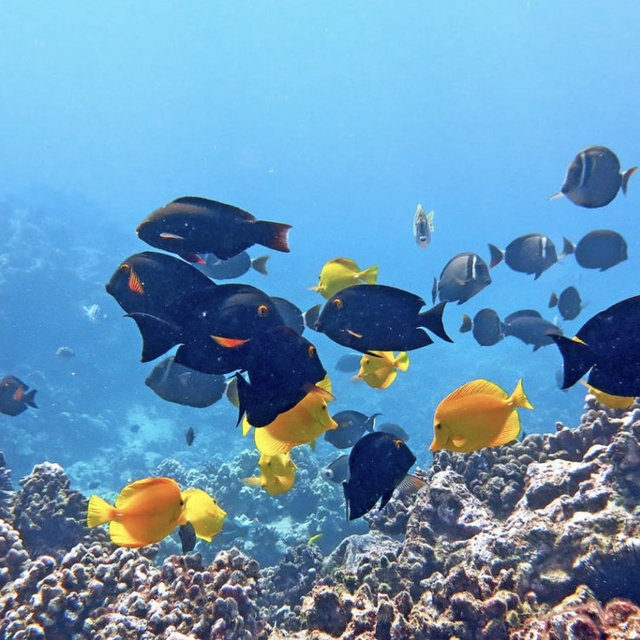 Snorkeling in Maui