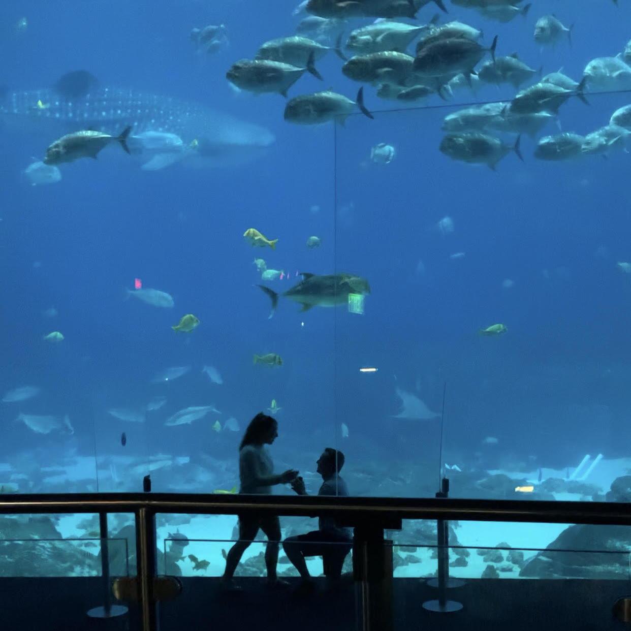 The proposal at The Ocean Voyager Exhibit