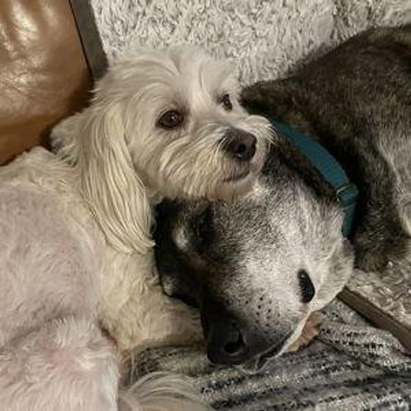 Dog Boarding Fund