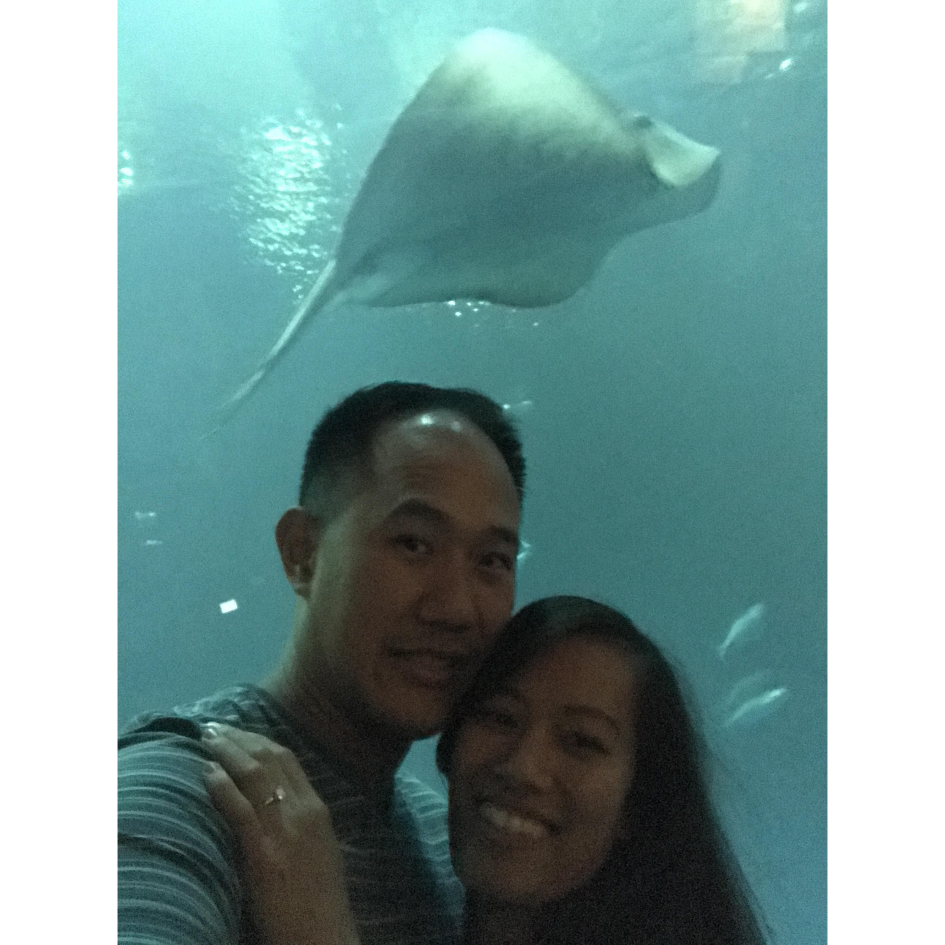 Proposed in front of the biggest tank at my favorite aquarium! A friend decided to photobomb