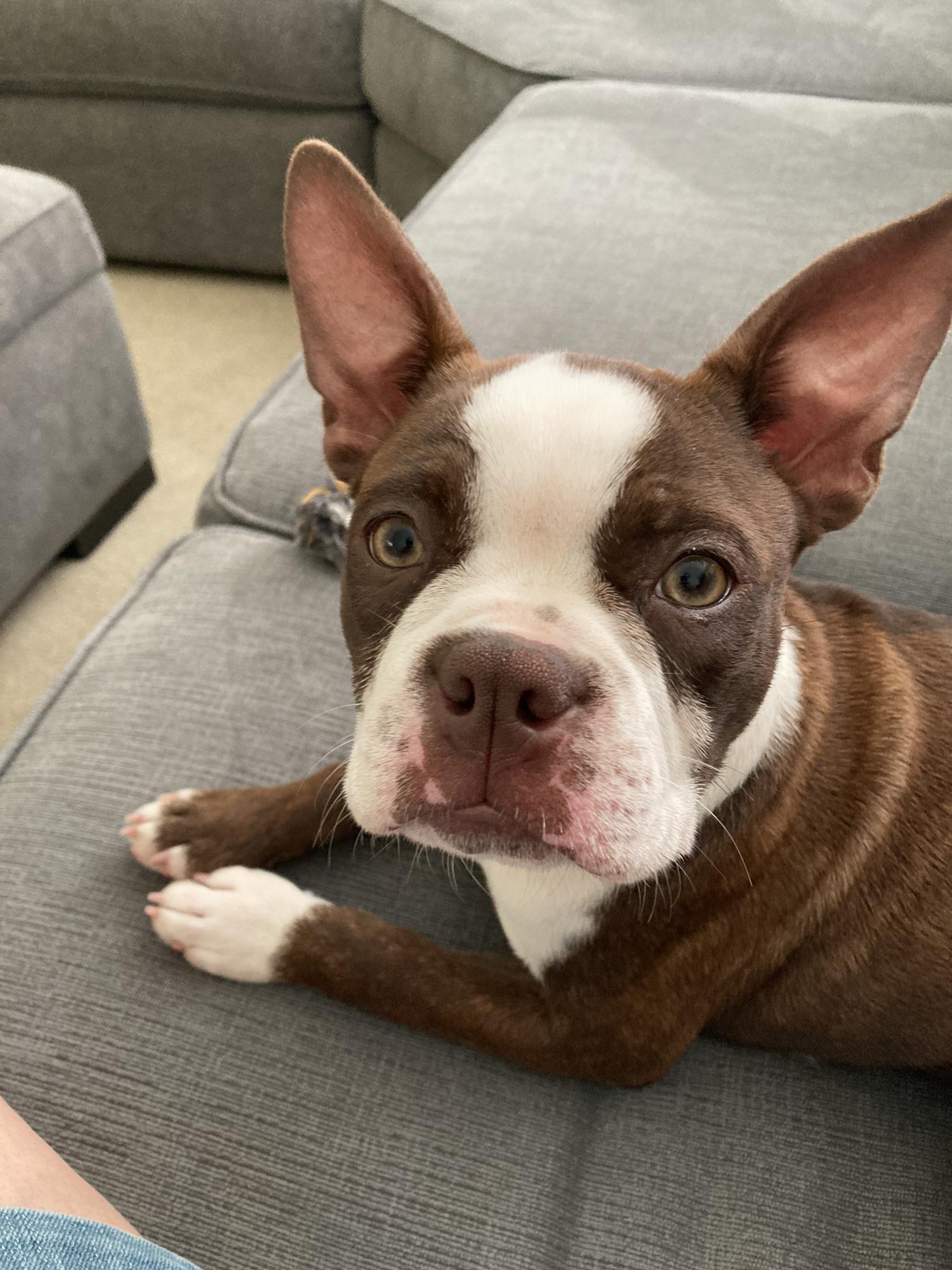 Our fur baby: Cocoa.