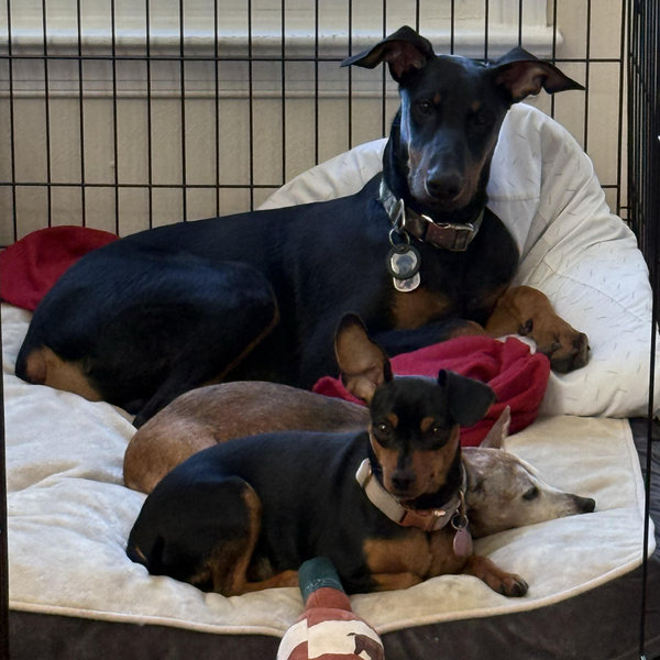 Pet Hotel For Our Honeymoon