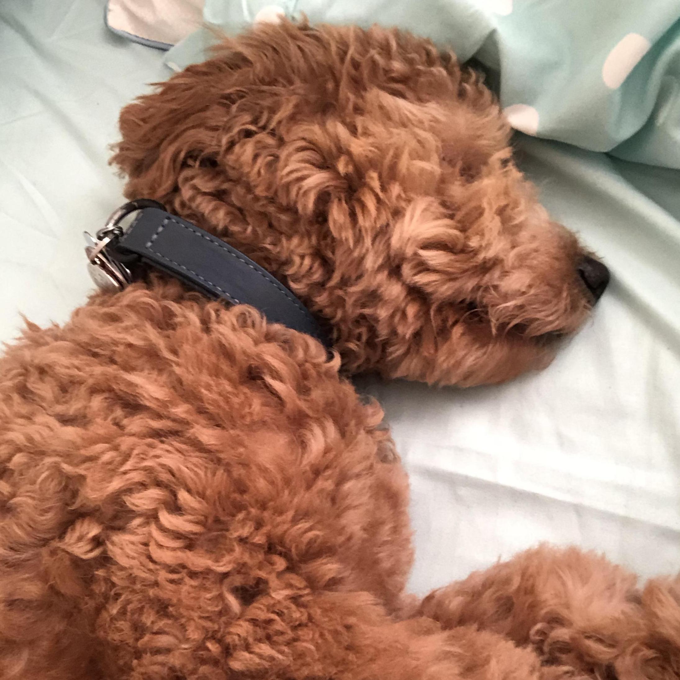 Diego passed out from a full day of activities