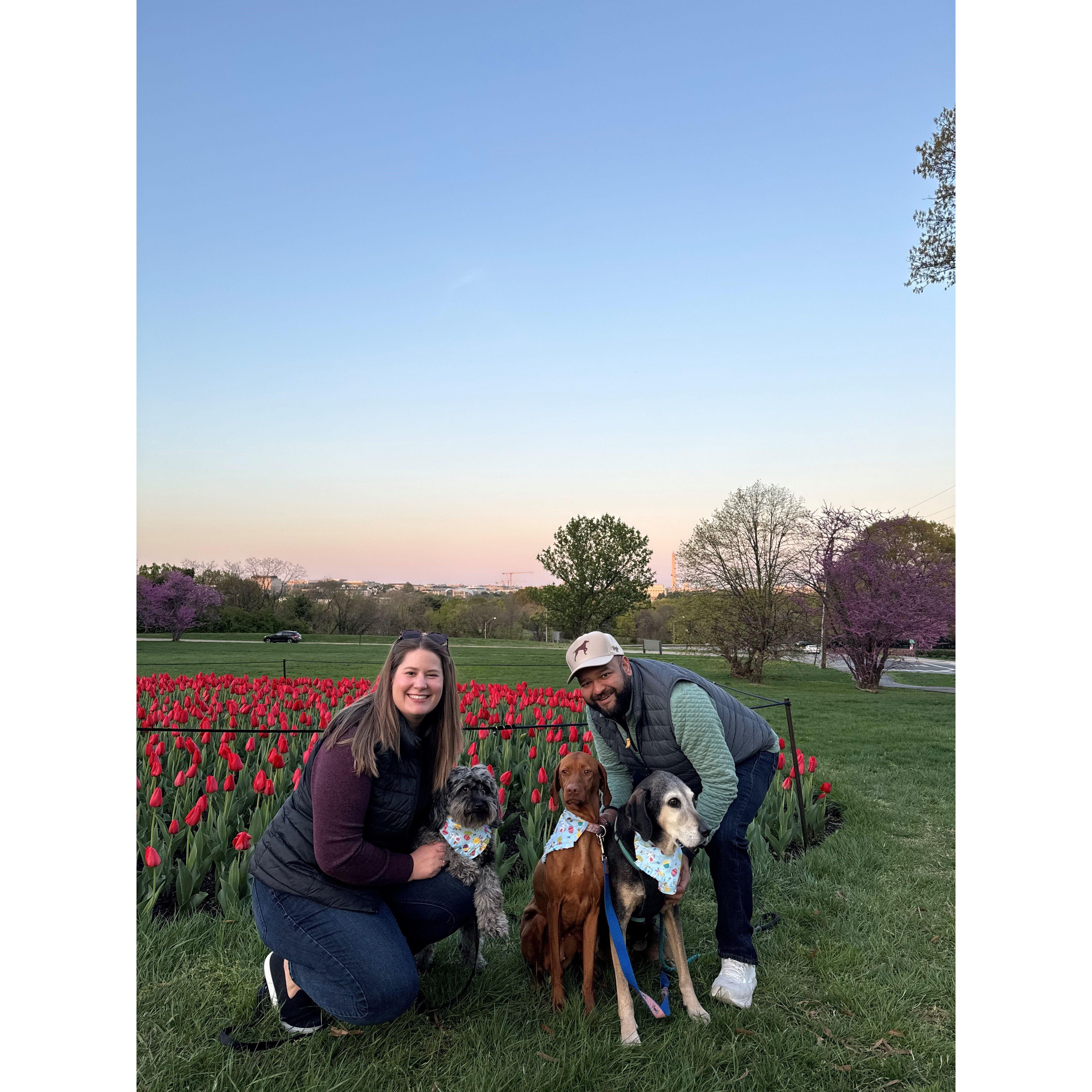 Family photos at the tulips in Arlington, VA
