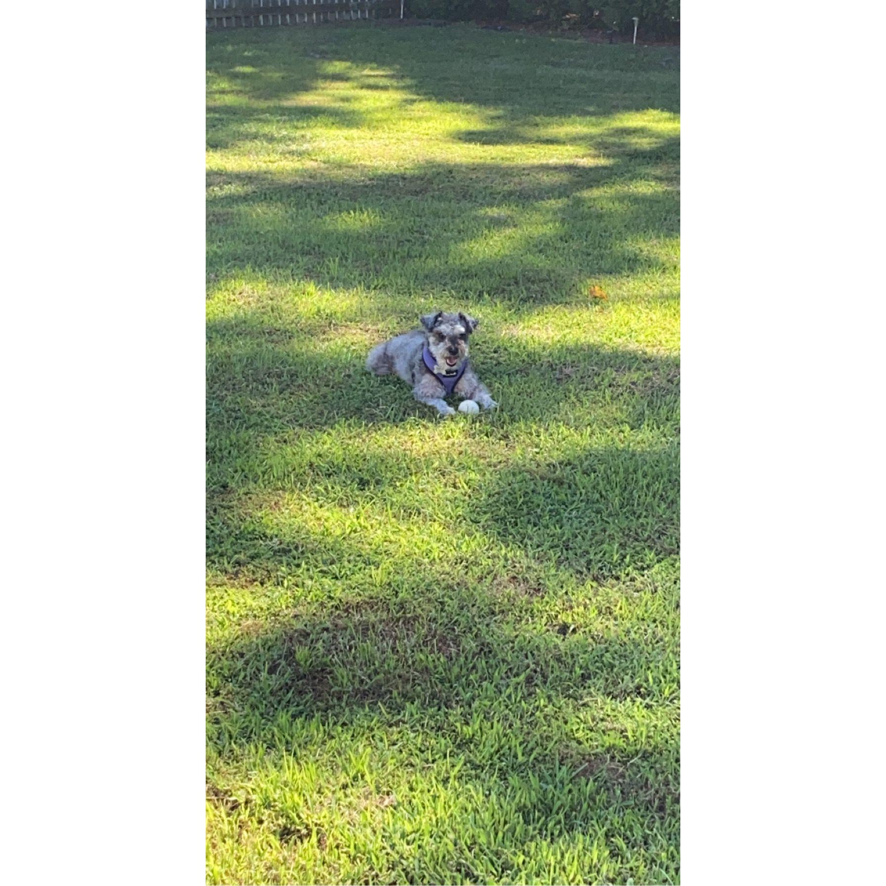 2022
Madison exploring her new backyard for the first time.