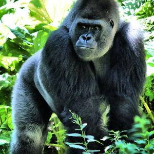 Gorilla Trekking