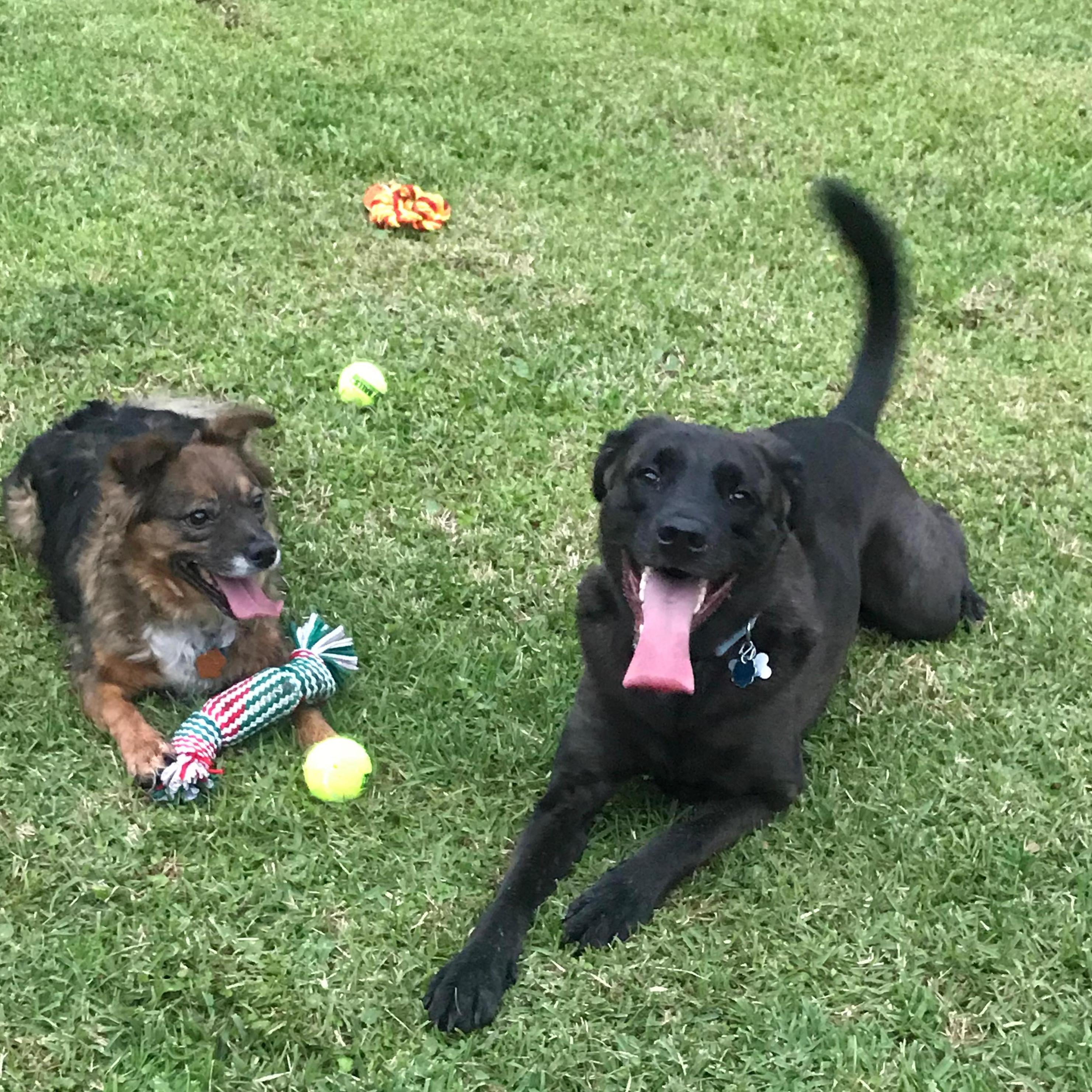 You know we couldn't leave out Max and Tio!