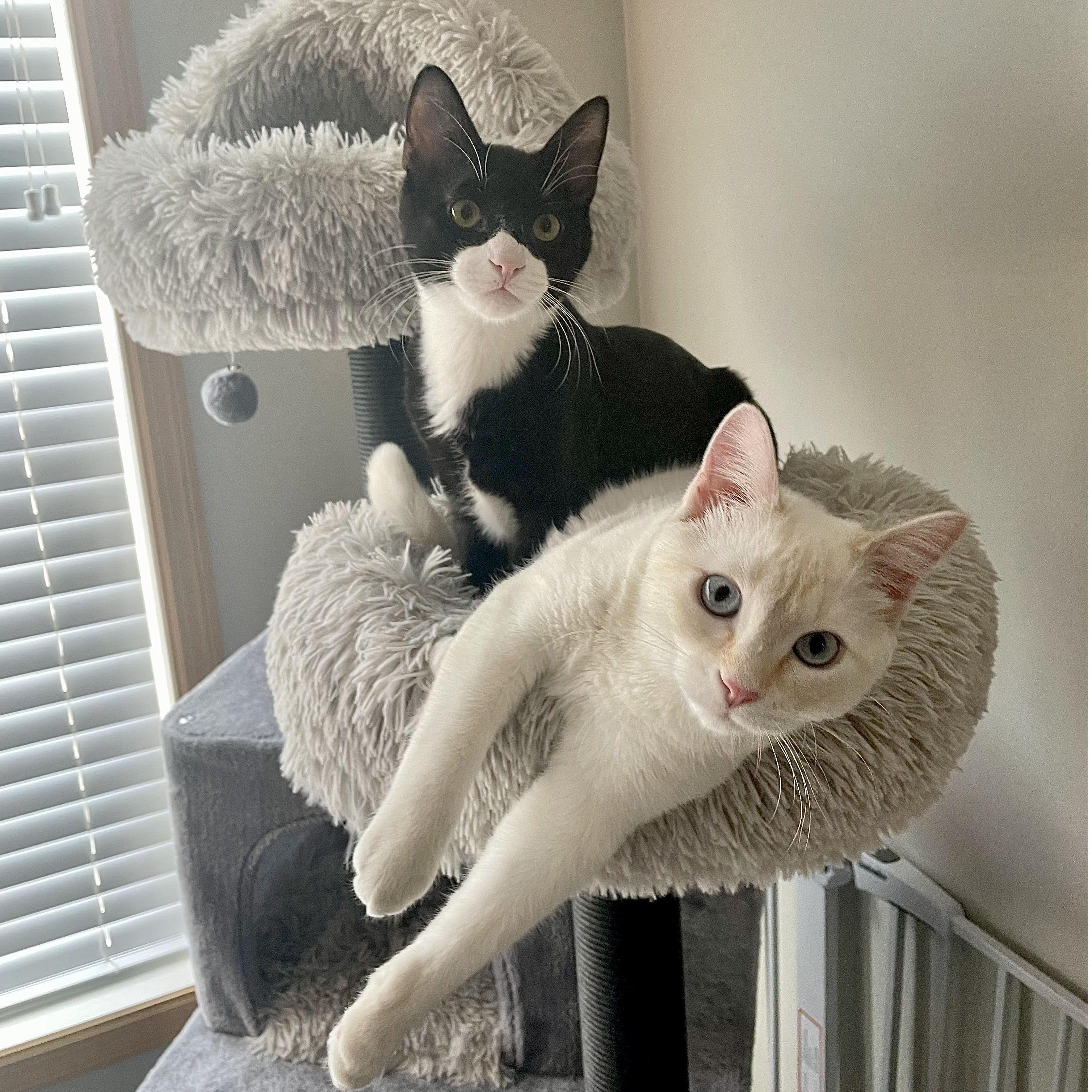 We added two fur babies to our family at the beginning of 2023. Aren’t they the cutest?!
