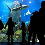 Tennessee Aquarium