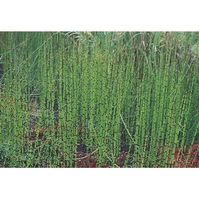 3.25-Gallon Horsetail Reed (L7517)