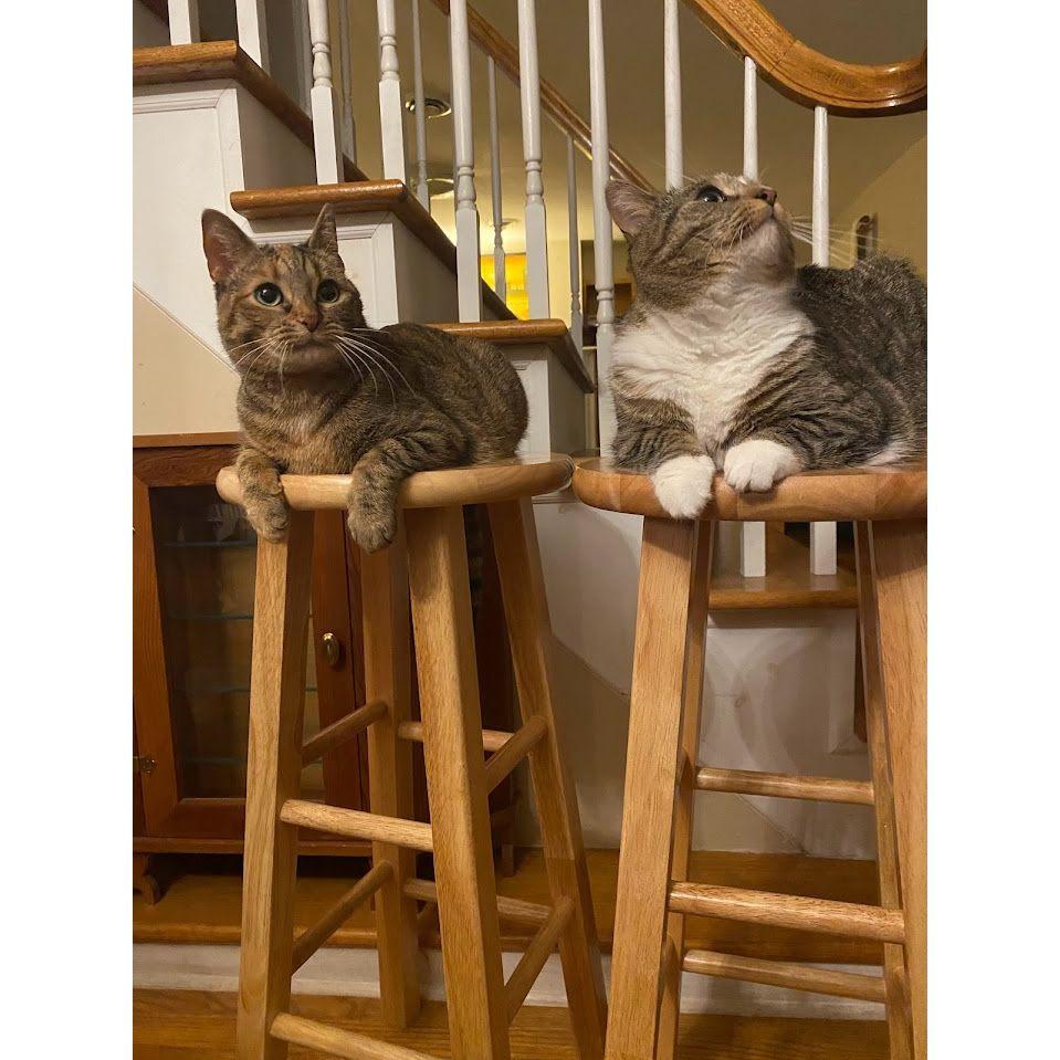 Our fur children, Rosie (right) and Autumn (left)