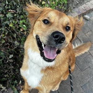 Dog Watching Fund