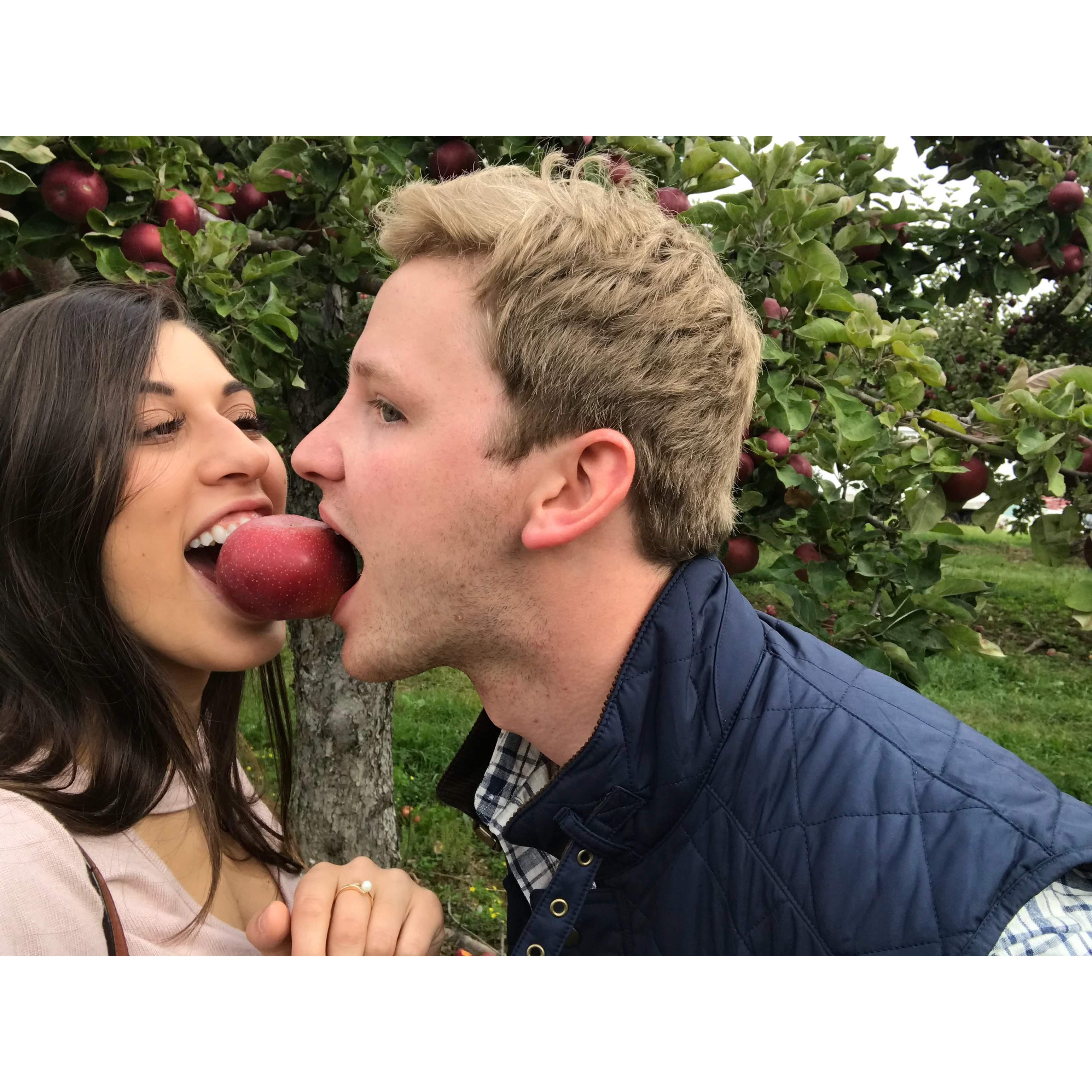 Apple picking in the Berkshires! 