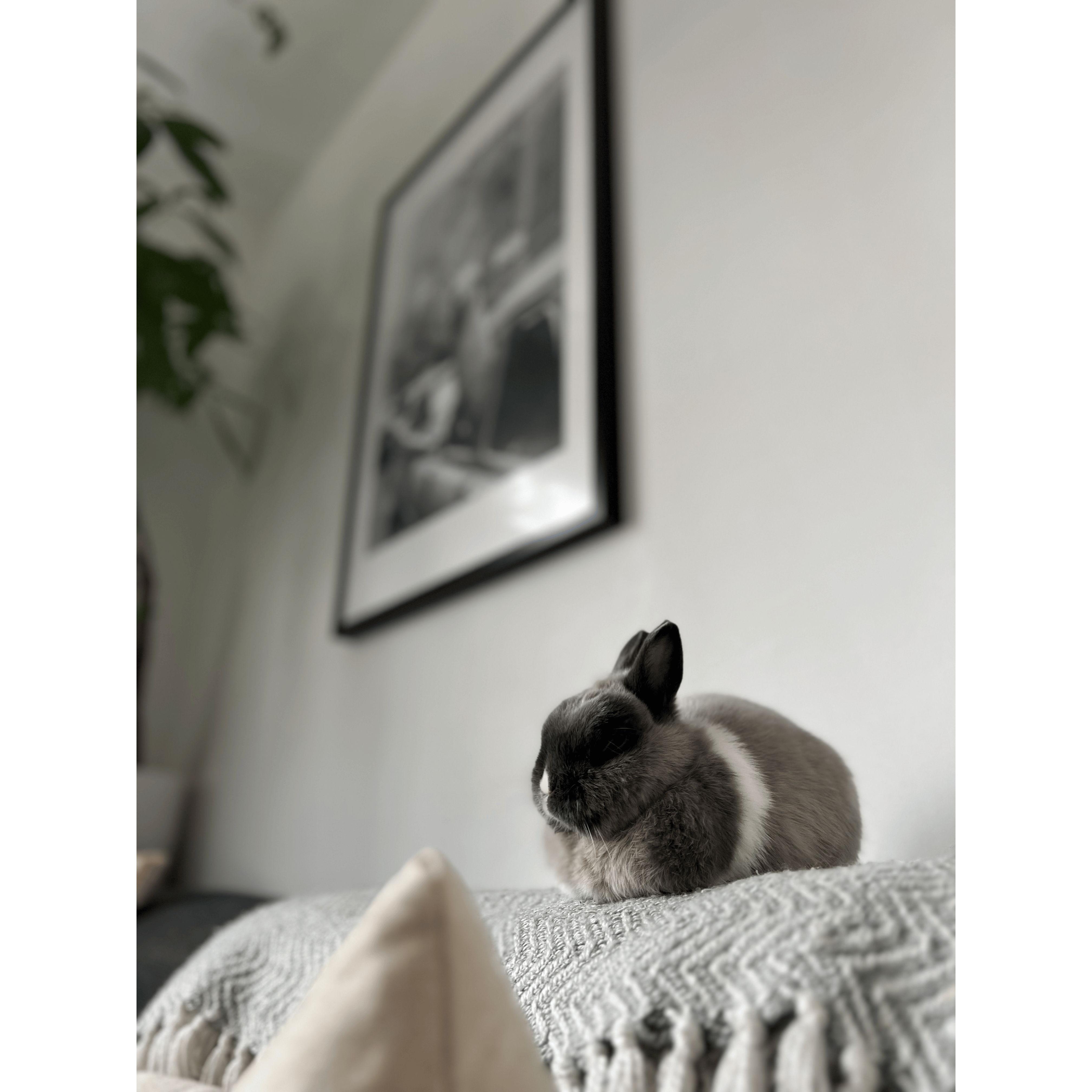 One of our bunnies, Meredith