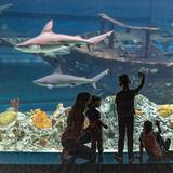 Texas State Aquarium